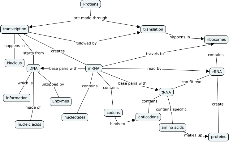 concept map of protein synthesis        <h3 class=